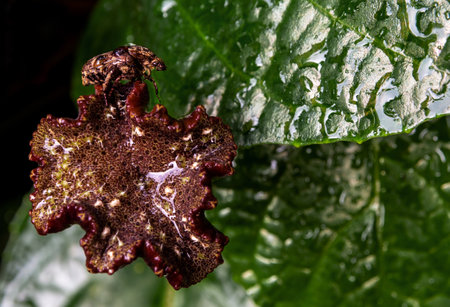 Hairy Chafer scarab on the leaves of Congo figの写真素材