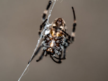 Close-up a Common Web Spiderの写真素材