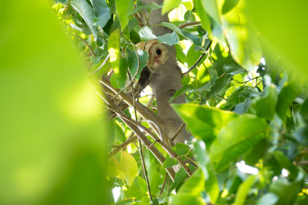 The Barn owl is looking down from a tree