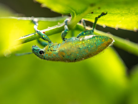 Close-up Green Weevil insect in the gardenの写真素材