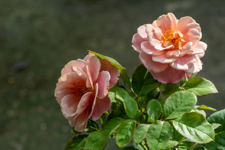Shape and colors of Distant drums roses that bloom in the gardenの写真素材
