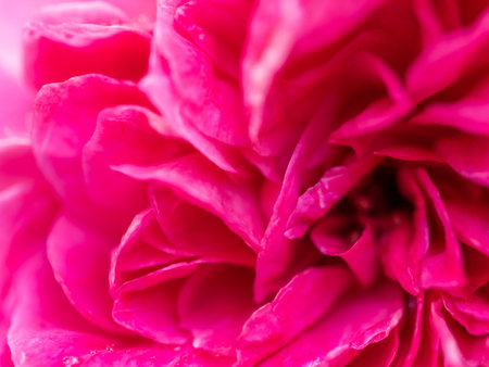 Shape and colors of Yuzen roses that bloom in the gardenの写真素材