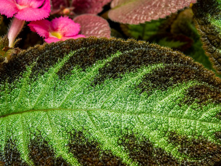 Colorful pattern and soft fur on the leaf surface of the Carpet Plantの写真素材