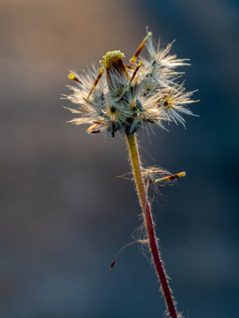 Close-up shot the seed of a Tridax Daisy flower when witheringの写真素材