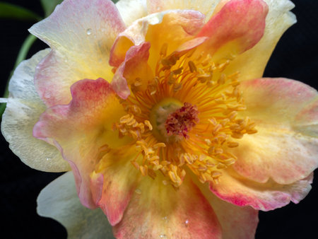 Shape and colors of La Parisienne roses that bloom in the gardenの写真素材