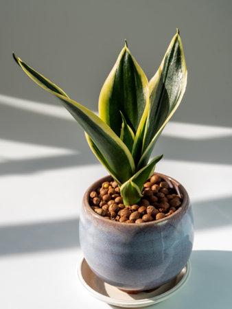 The Thick, plump leaves of Sansevieria in the small ceramic pot