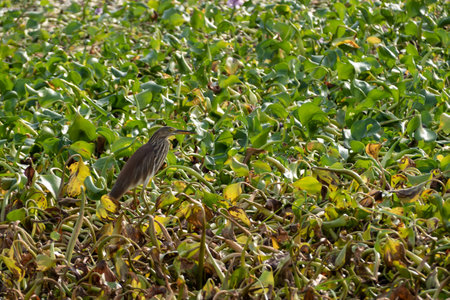 A Pond heron walking for food on a raft of water hyacinths