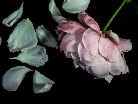 The wounded petals of a withering Plume the japanese rosesの写真素材