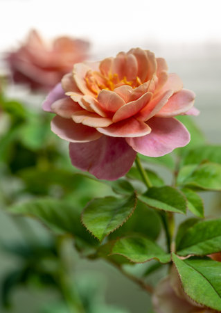 Shape and colors of Distant drums roses that bloom in the gardenの写真素材