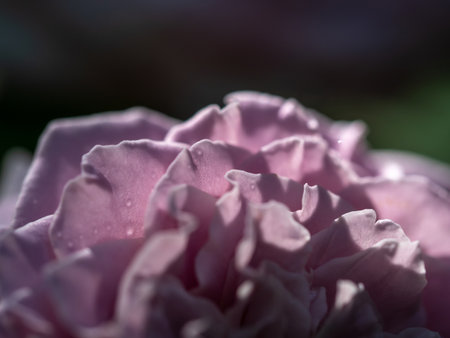 Close-up delicate Princess Kaori rose petals as nature backgroundの写真素材