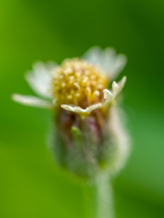Close-up Tridax Daisy flower bloomingの写真素材