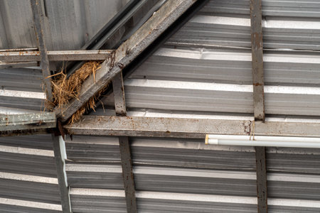 cluttered grass of the sparrow's nest In the niche of the steel structure of the roofの写真素材
