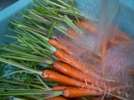 The Baby carrot soke and wash in the waterの写真素材