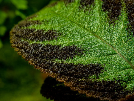 Colorful pattern and soft fur on the leaf surface of the Carpet Plant