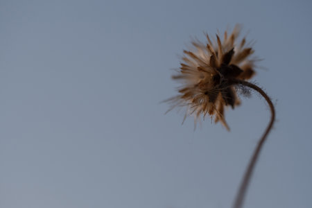Close-up shot the seed of a Tridax Daisy flower when witheringの写真素材