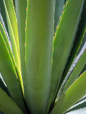 Agave succulent plant, close up white wax on freshness leaves with thorn of Agave leafの写真素材