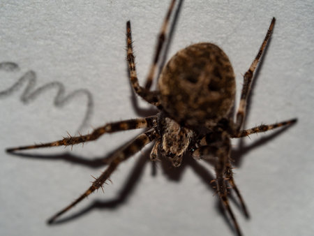 Close-up a Common Web Spiderの写真素材