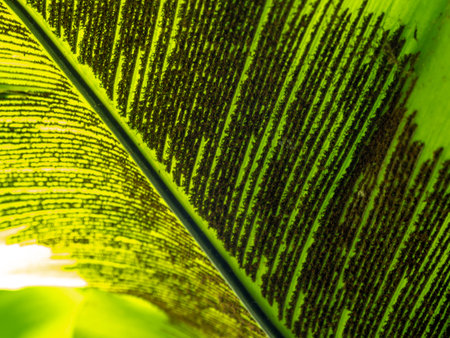 Some spores texture on the back of fern leafの写真素材