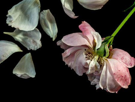 The wounded petals of a withering Plume the japanese rosesの写真素材