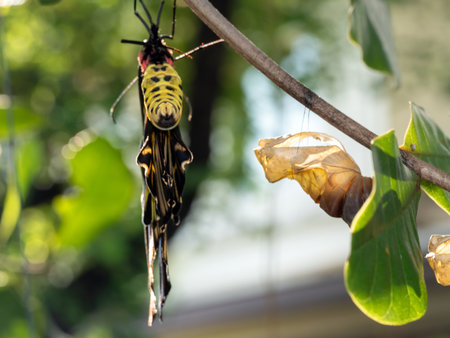 A golden birdwing butterfly has just emerged from her chrysalisの写真素材