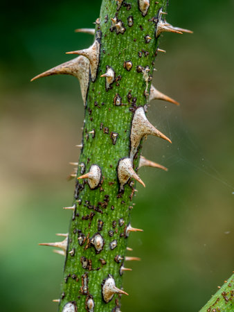 Sharp thorns on the branches of the rose treeの写真素材