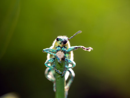 Close-up Green Weevil insect in the garden