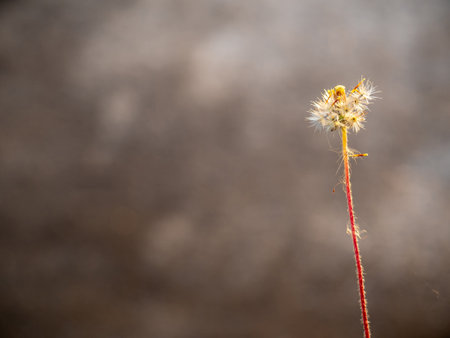 Close-up shot the seed of a Tridax Daisy flower when witheringの写真素材