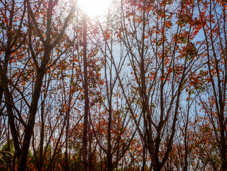 Red leaves of Para rubber trees Plantation forest in the deciduous seasonの写真素材