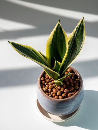 The Thick, plump leaves of Sansevieria in the small ceramic potの写真素材