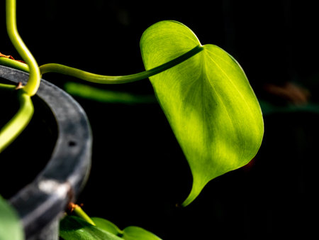 Sunlight behind leaves of Heart leaf philodendron in lightの写真素材