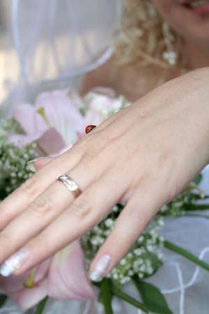 ladybird on the bride handの写真素材