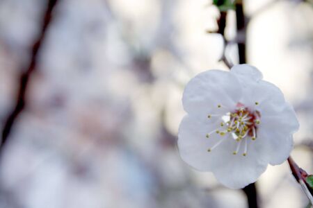apricot tree with flowersの写真素材
