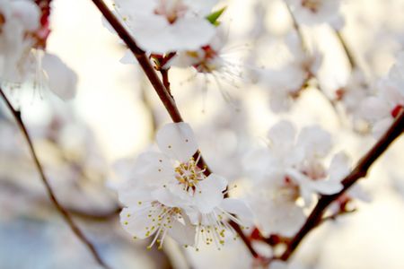 apricot tree with flowers