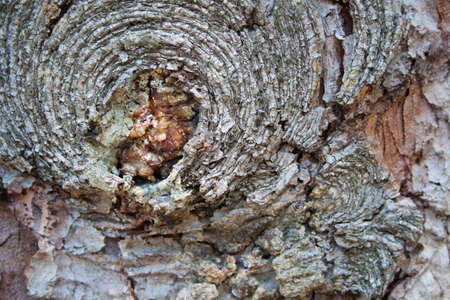 crust tree texture can be used as backgroundの写真素材