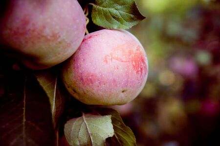 apples harvestの写真素材