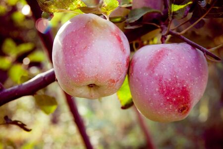 apples harvest
