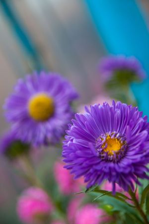 asters in flowerbedの写真素材