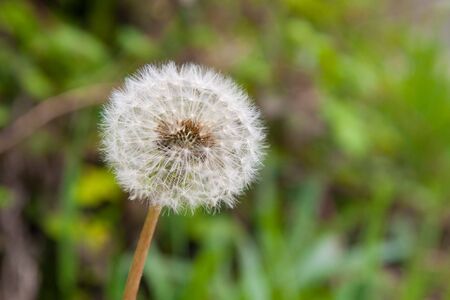 old dandelionの写真素材