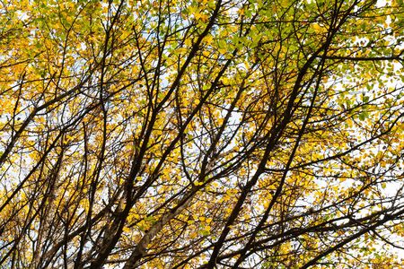 autumn backround