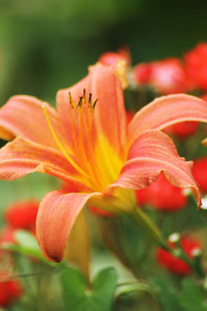 Liliumの写真素材