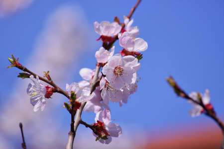 cherryの写真素材