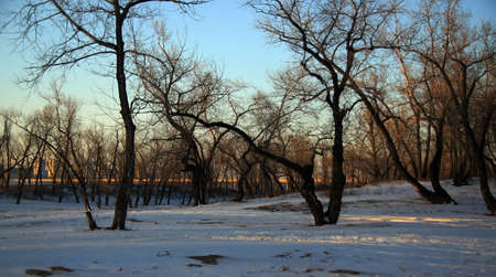 Winterの写真素材