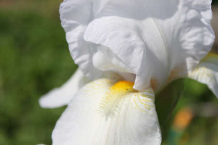 Flowersの写真素材