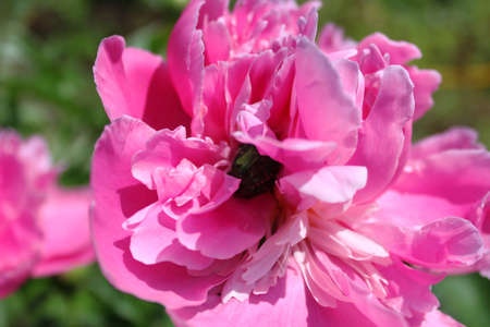 Flowersの写真素材