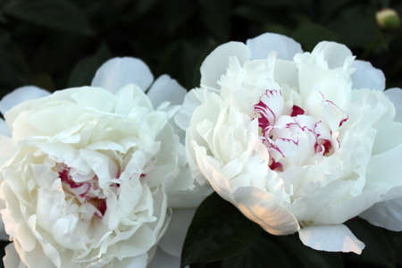 Flowersの写真素材