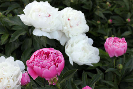flowersの写真素材