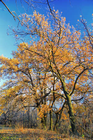 Natureの写真素材