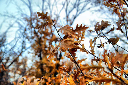 Natureの写真素材