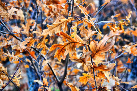 Natureの写真素材