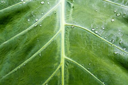 The drop on a leaf の写真素材